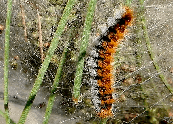 Procesionaria del Pino